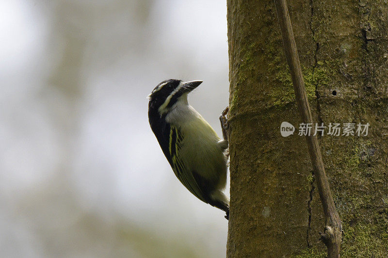 Yellow-rumped Tinkerbird